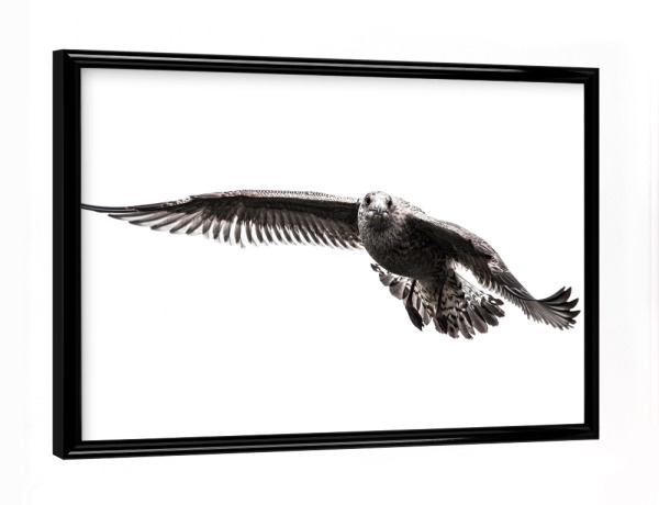 Poster mit schwarzem Rahmen "Silbermöwe I" artboxONE - Tiere,Schwarzweiß - Vogel,Möwe,Silbermöwe,Larus,Tier,Fliegen,Aves,Norwegen