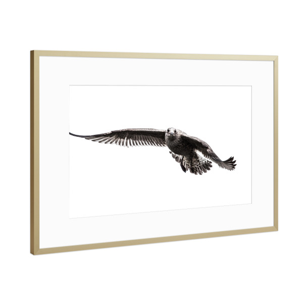 Poster mit Rahmen Gold "Silbermöwe I" artboxONE - Tiere,Schwarzweiß - Vogel,Möwe,Silbermöwe,Larus,Tier,Fliegen,Aves,Norwegen