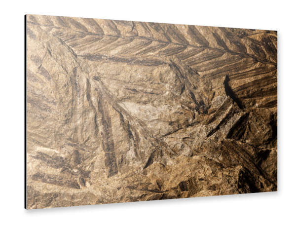 Alu-Dibond "Fossilien I" 30x20 cm artboxONE
