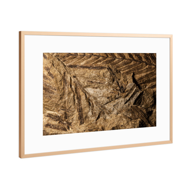 Poster mit Rahmen Kupfer "Fossilien I" artboxONE - Natur