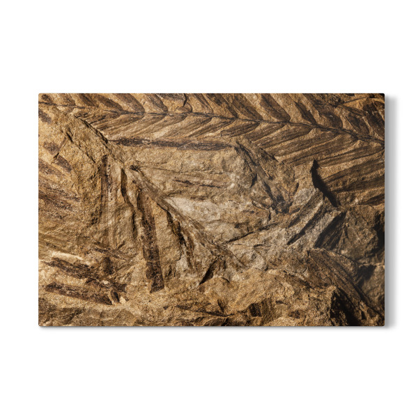 Galerie-Print "Fossilien I" 30x20 cm artboxONE