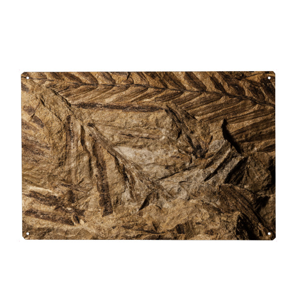 Holzbild "Fossilien I" artboxONE - Natur - Blätter,Stein,Abdruck,Fossil,Versteinerung,Sandstein,Sedimentstein,Sedimentit,Svalbard,Spitzbergen