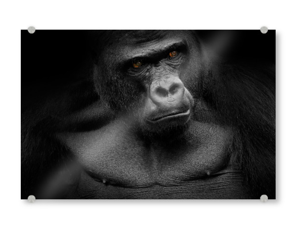 Acrylglasbild "Gorilla" artboxONE - Tiere