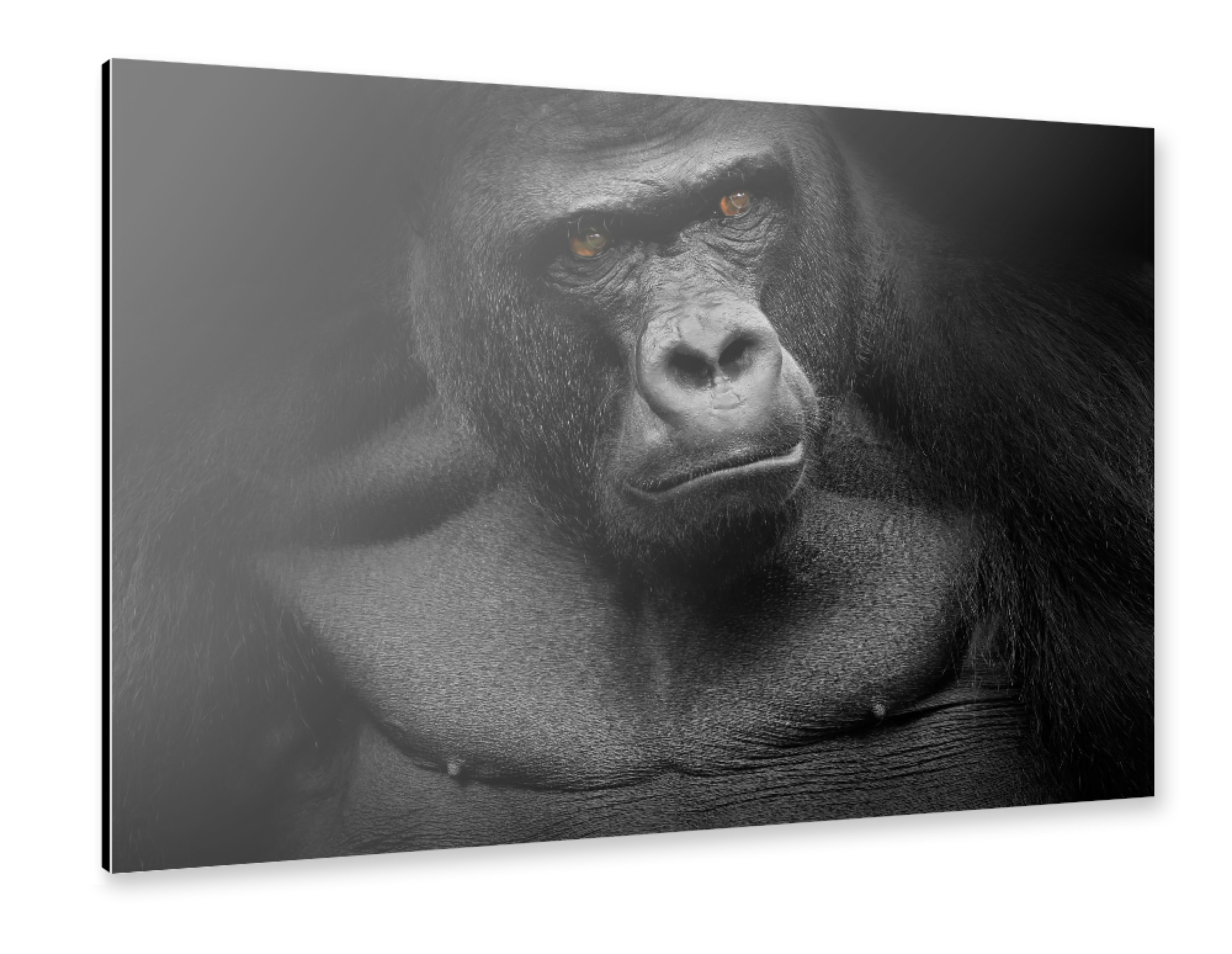 Alu-Dibond "Gorilla" 75x50 cm artboxONE