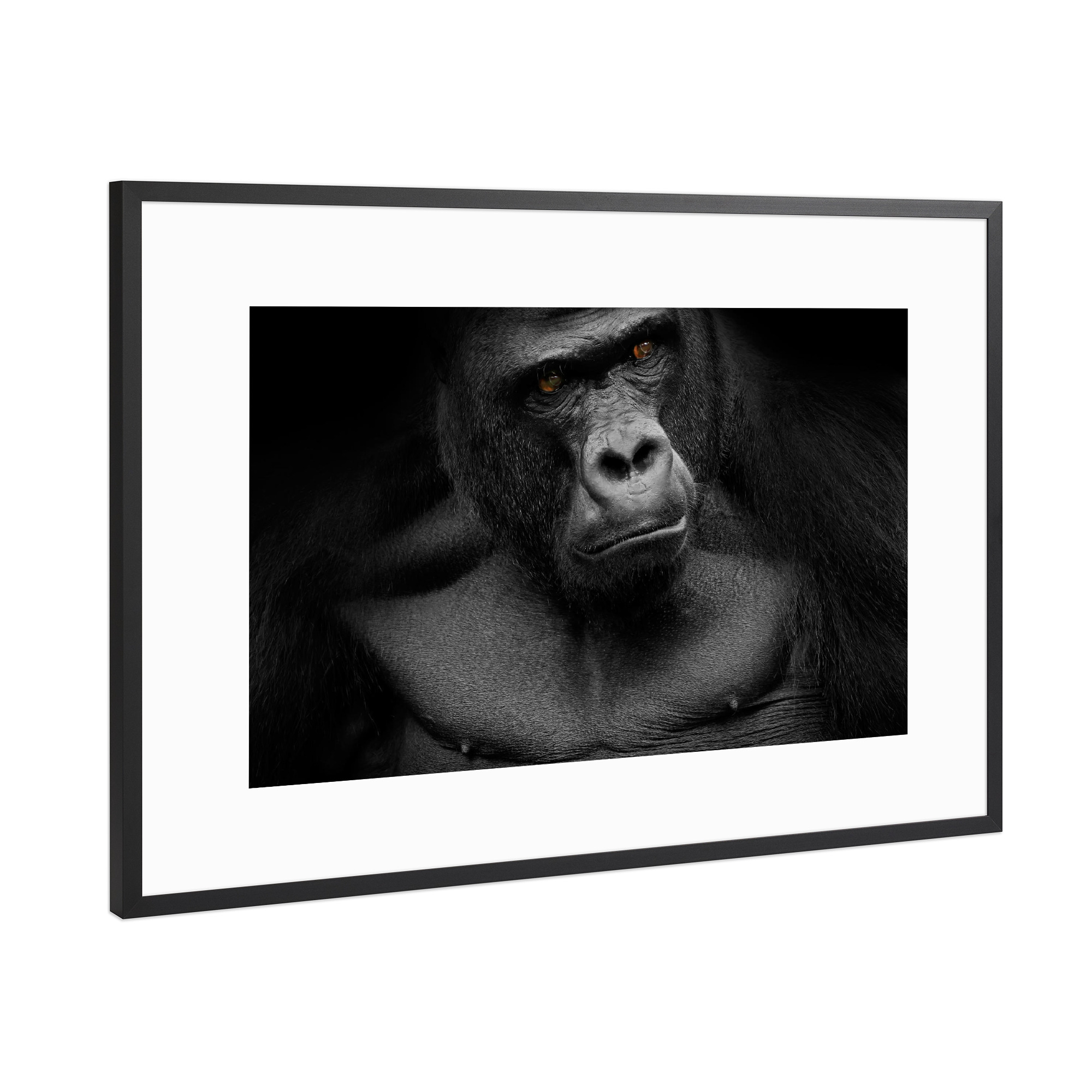 Poster mit Rahmen Schwarz (Metallic) "Gorilla" artboxONE - Tiere