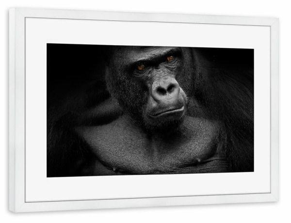 Poster mit Rahmen weiß "Gorilla" artboxONE - Tiere