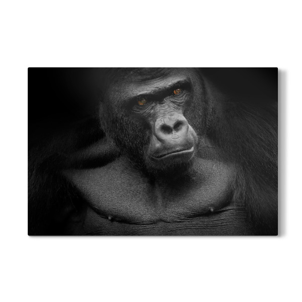 Galerie-Print "Gorilla" 30x20 cm artboxONE