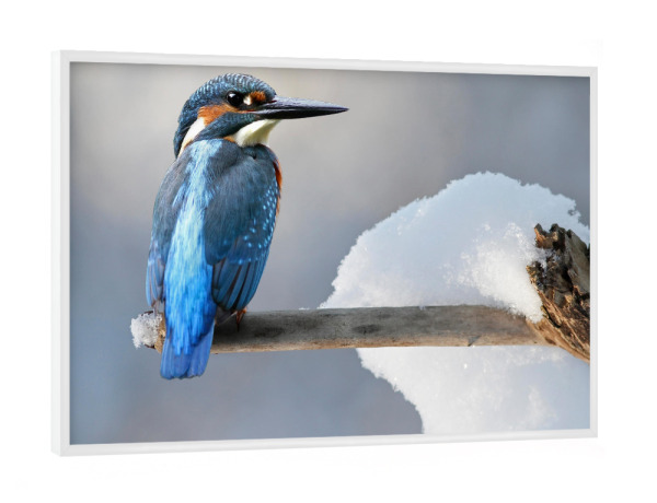 Poster mit weißem Rahmen "Eisvogel" artboxONE - Tiere