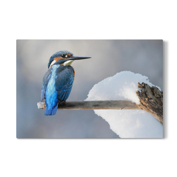 Galerie-Print "Eisvogel" 30x20 cm artboxONE