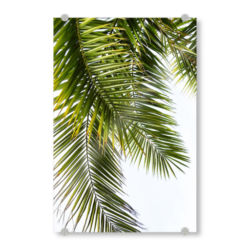 Green Palm Leaves