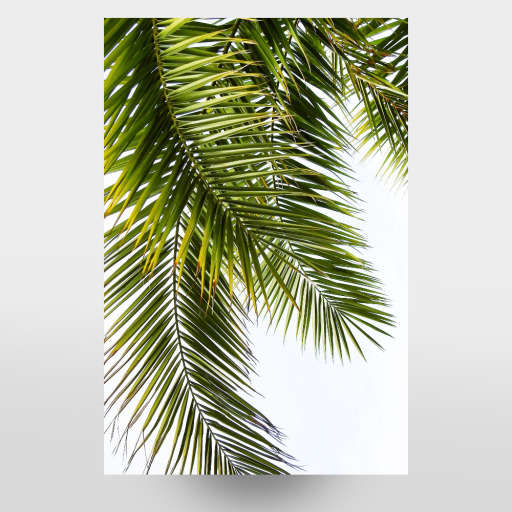 Green Palm Leaves