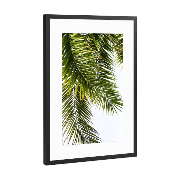 Poster mit Rahmen Schwarz (Metallic) "Green Palm Leaves" artboxONE - Natur - Palme,Palmenblätter,Leaves