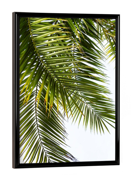 Poster mit schwarzem Rahmen "Green Palm Leaves" artboxONE - Natur - Palme,Palmenblätter,Leaves