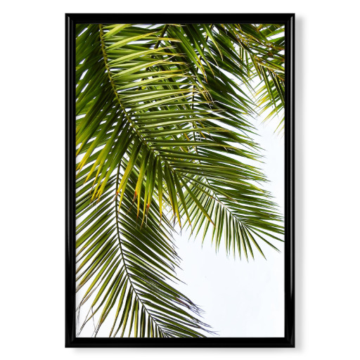 Green Palm Leaves
