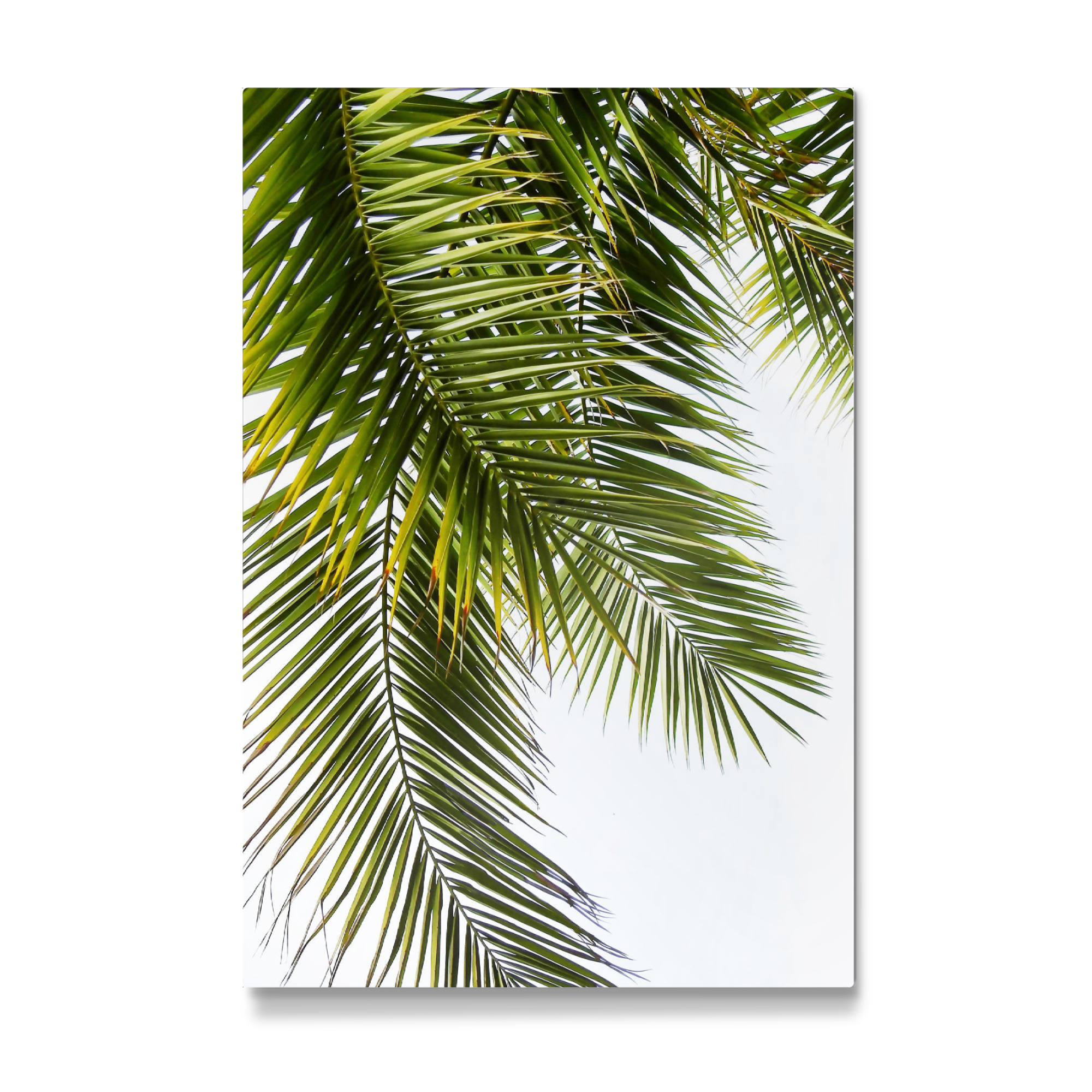 Galerie-Print "Green Palm Leaves" 75x50 cm artboxONE