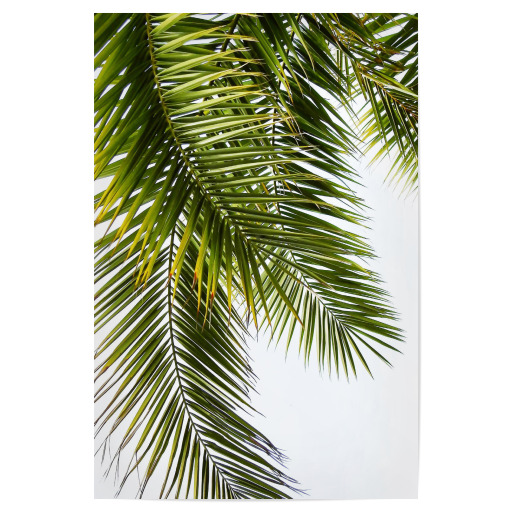 Green Palm Leaves