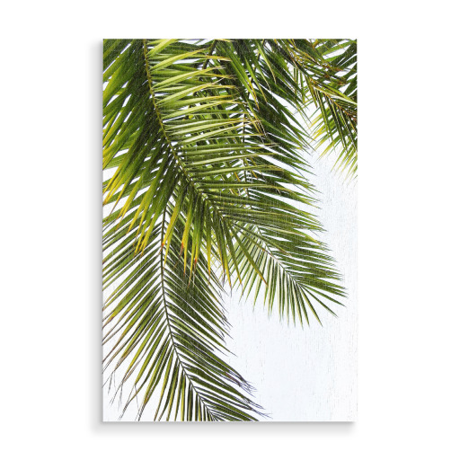 Green Palm Leaves
