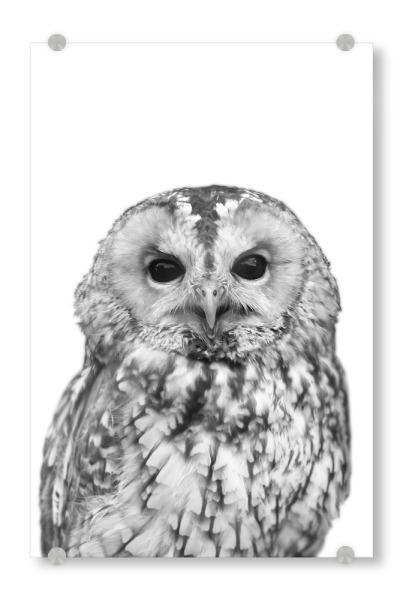 Acrylglasbild "Black and White Owl" artboxONE - Natur,Tiere,Schwarzweiß