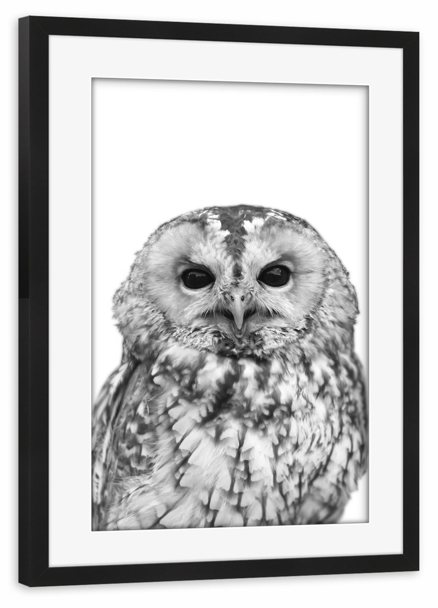 Poster mit Rahmen schwarz "Black and White Owl" artboxONE - Natur,Tiere,Schwarzweiß
