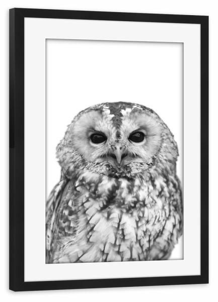 Poster mit Rahmen schwarz "Black and White Owl" artboxONE - Natur,Tiere,Schwarzweiß