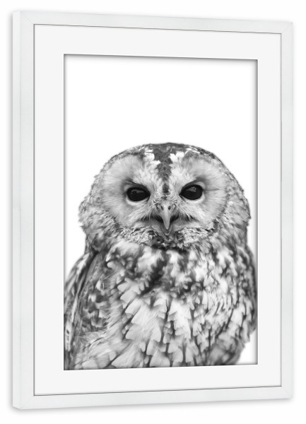 Poster mit Rahmen weiß "Black and White Owl" artboxONE - Natur,Tiere,Schwarzweiß