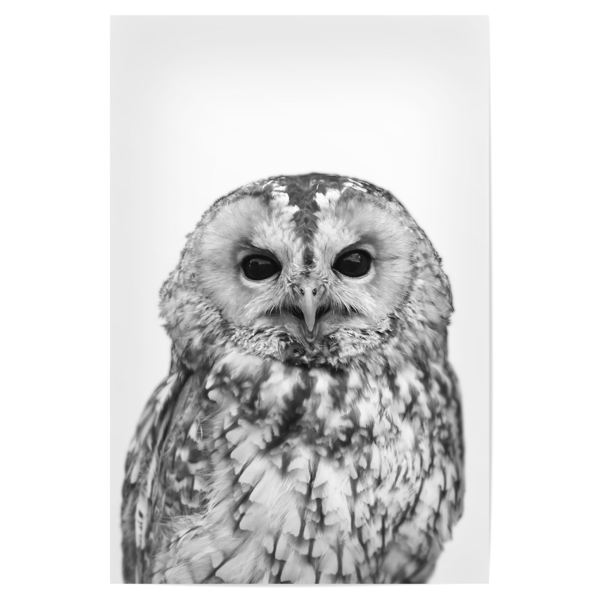 Black and White Owl als Poster bei artboxONE kaufen