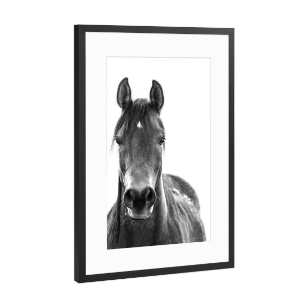 Poster mit Rahmen Schwarz (Metallic) "Black and White Horse" artboxONE - Tiere,Schwarzweiß