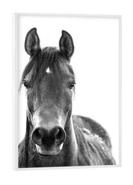 Poster mit weißem Rahmen "Black and White Horse" artboxONE - Tiere,Schwarzweiß