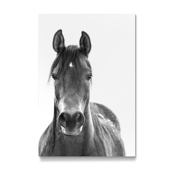 Galerie-Print "Black and White Horse" 30x20 cm artboxONE