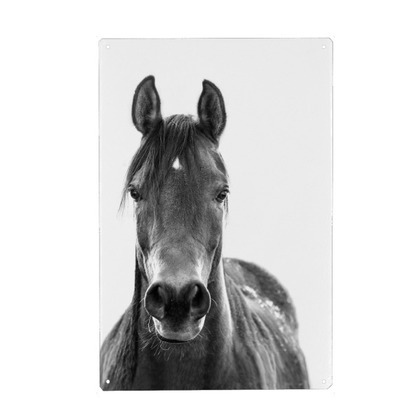 Holzbild "Black and White Horse" artboxONE - Tiere,Schwarzweiß