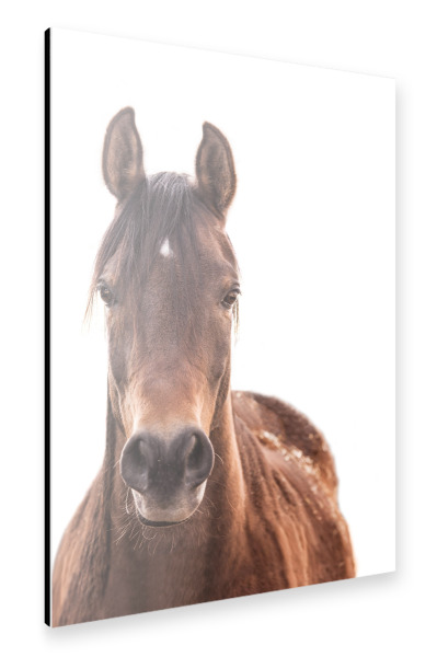 Alu-Dibond "Brown horse" 30x20 cm artboxONE