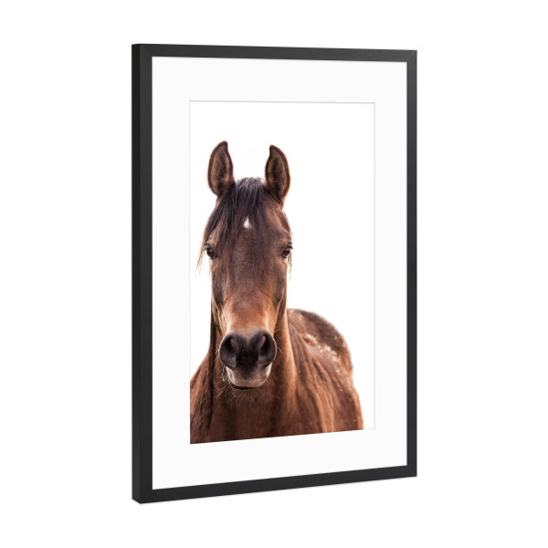 Poster mit Rahmen Schwarz (Metallic) "Brown horse" artboxONE - Tiere - Pferd,Pferdeartig,Westlich,Tier,Bauernhof,Wild,Pferd,Wilder westen,Tier,Hengst