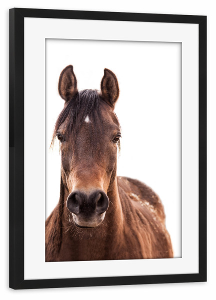Poster mit Rahmen schwarz "Brown horse" artboxONE - Tiere - Pferd,Pferdeartig,Westlich,Tier,Bauernhof,Wild,Pferd,Wilder westen,Tier,Hengst