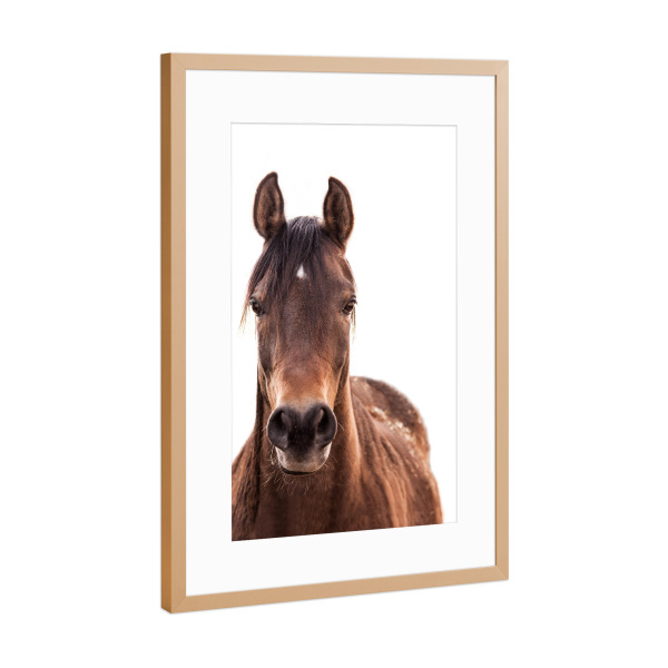 Poster mit Rahmen Kupfer "Brown horse" artboxONE - Tiere - Pferd,Pferdeartig,Westlich,Tier,Bauernhof,Wild,Pferd,Wilder westen,Tier,Hengst