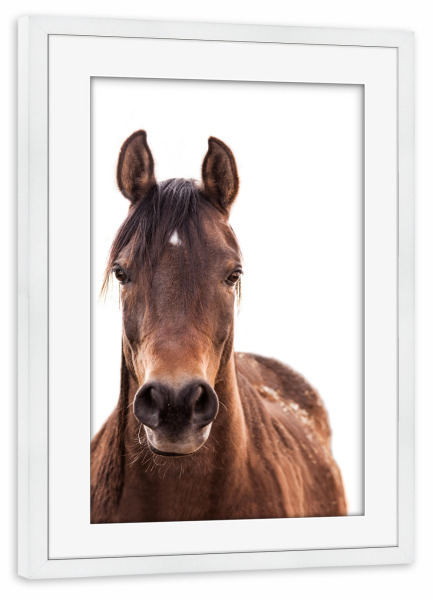 Poster mit Rahmen weiß "Brown horse" artboxONE - Tiere - Pferd,Pferdeartig,Westlich,Tier,Bauernhof,Wild,Pferd,Wilder westen,Tier,Hengst