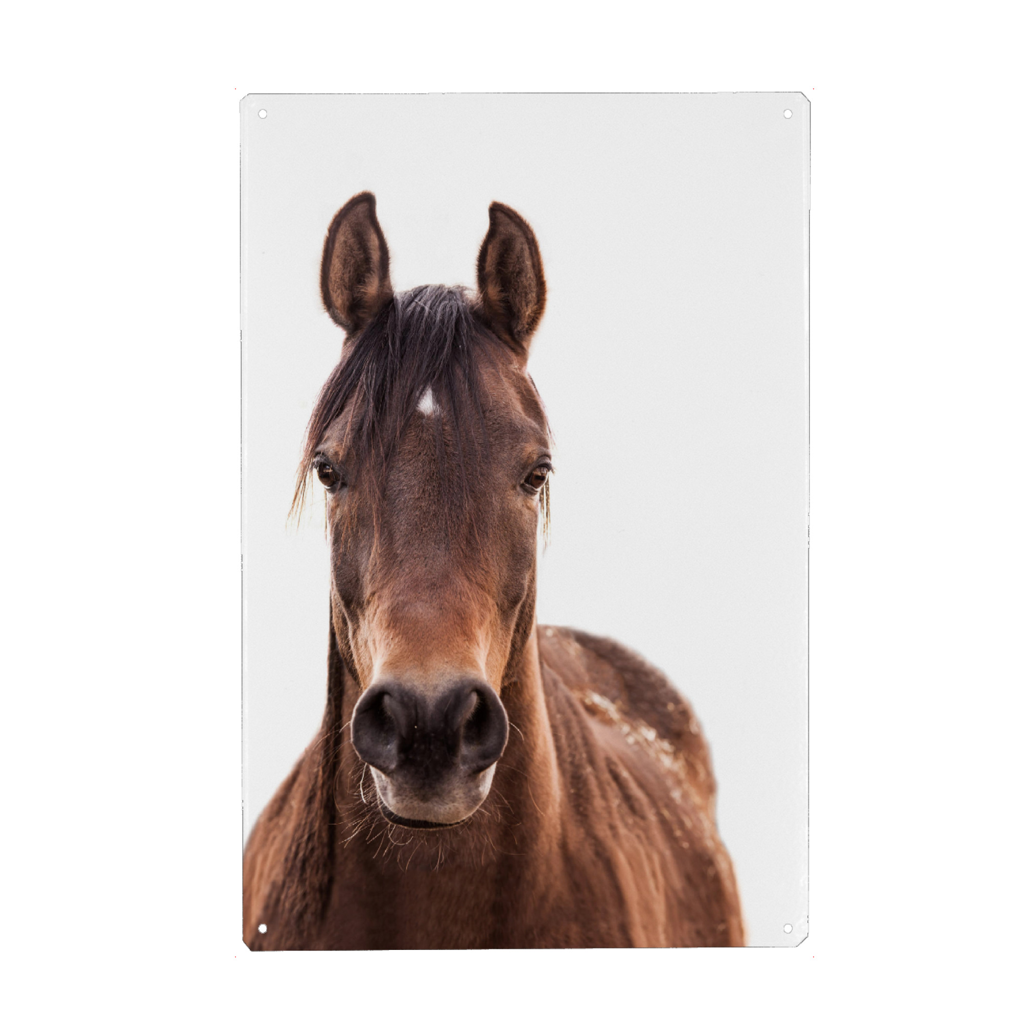 Metall Poster "Brown horse" artboxONE - Tiere - Pferd,Pferdeartig,Westlich,Tier,Bauernhof,Wild,Pferd,Wilder westen,Tier,Hengst - Blechschild