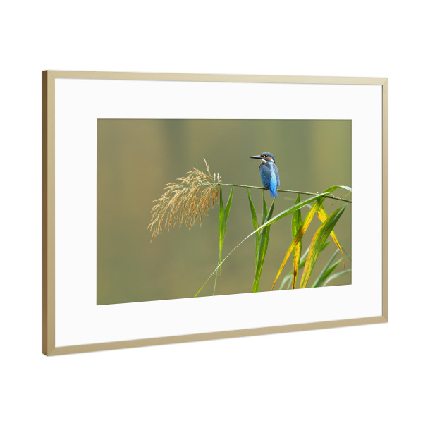 Poster mit Rahmen Gold "Eisvogel 2" artboxONE - Tiere