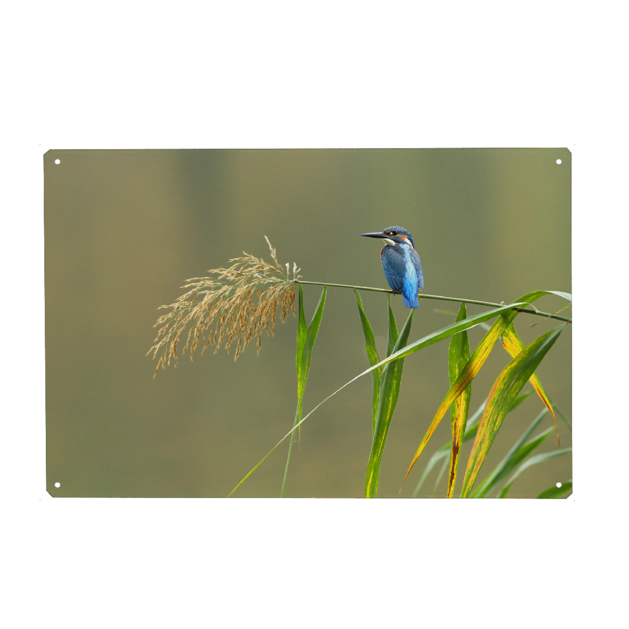 Metall Poster "Eisvogel 2" artboxONE - Tiere