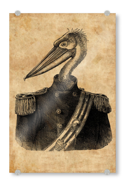Acrylglasbild "General Pelikan" artboxONE - Tiere