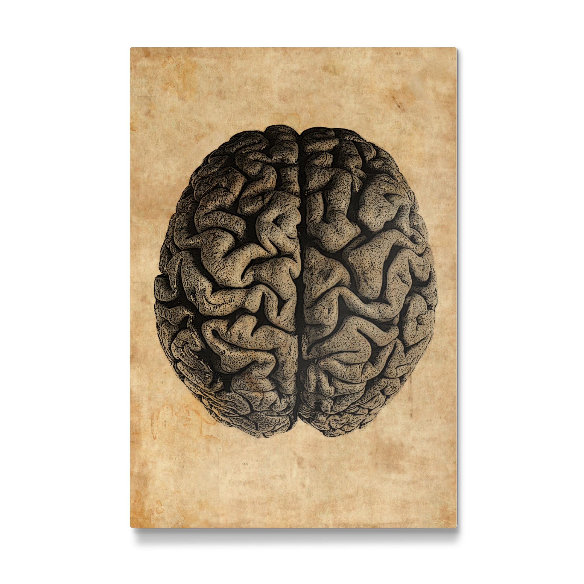 Galerie-Print "Anatomie des Gehirns" 30x20 cm artboxONE
