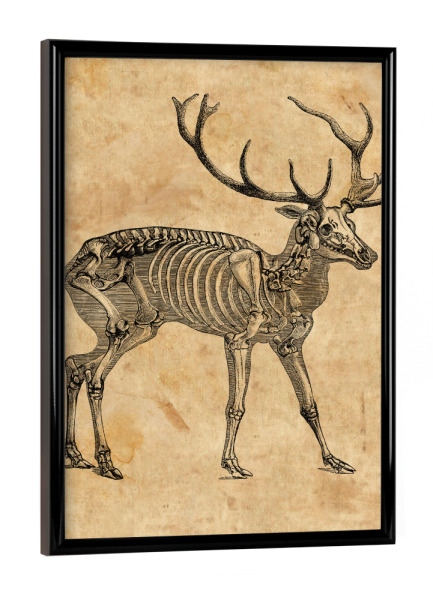 Poster mit schwarzem Rahmen "Hirsch Skelett" artboxONE - Tiere - Hirsch skelett,Hirsch,Skelett,Reh,Anatomie,Biologie,Tier,Wald,Knochen