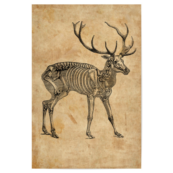 Poster 30x20 cm "Hirsch Skelett" artboxONE - Tiere - Hirsch skelett,Hirsch,Skelett,Reh,Anatomie,Biologie,Tier,Wald,Knochen