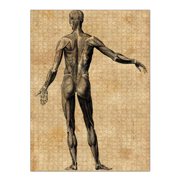 Puzzle Ravensburger "Menschliche Anatomie II" artboxONE - Menschen