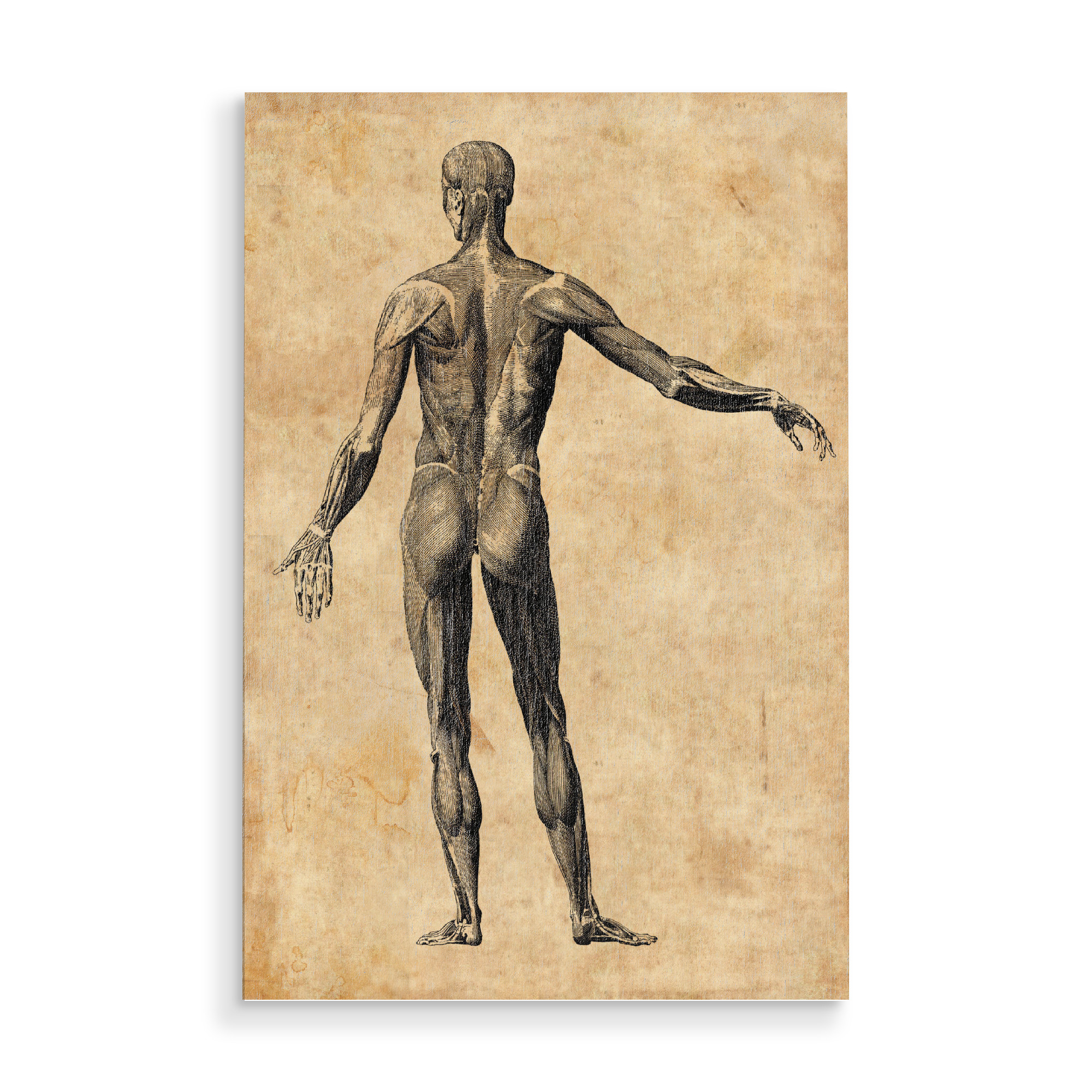 Holzbild "Menschliche Anatomie II" artboxONE - Menschen