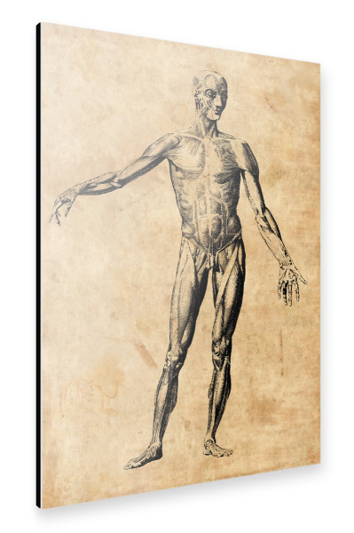 Alu-Dibond "Menschliche Anatomie I" 30x20 cm artboxONE
