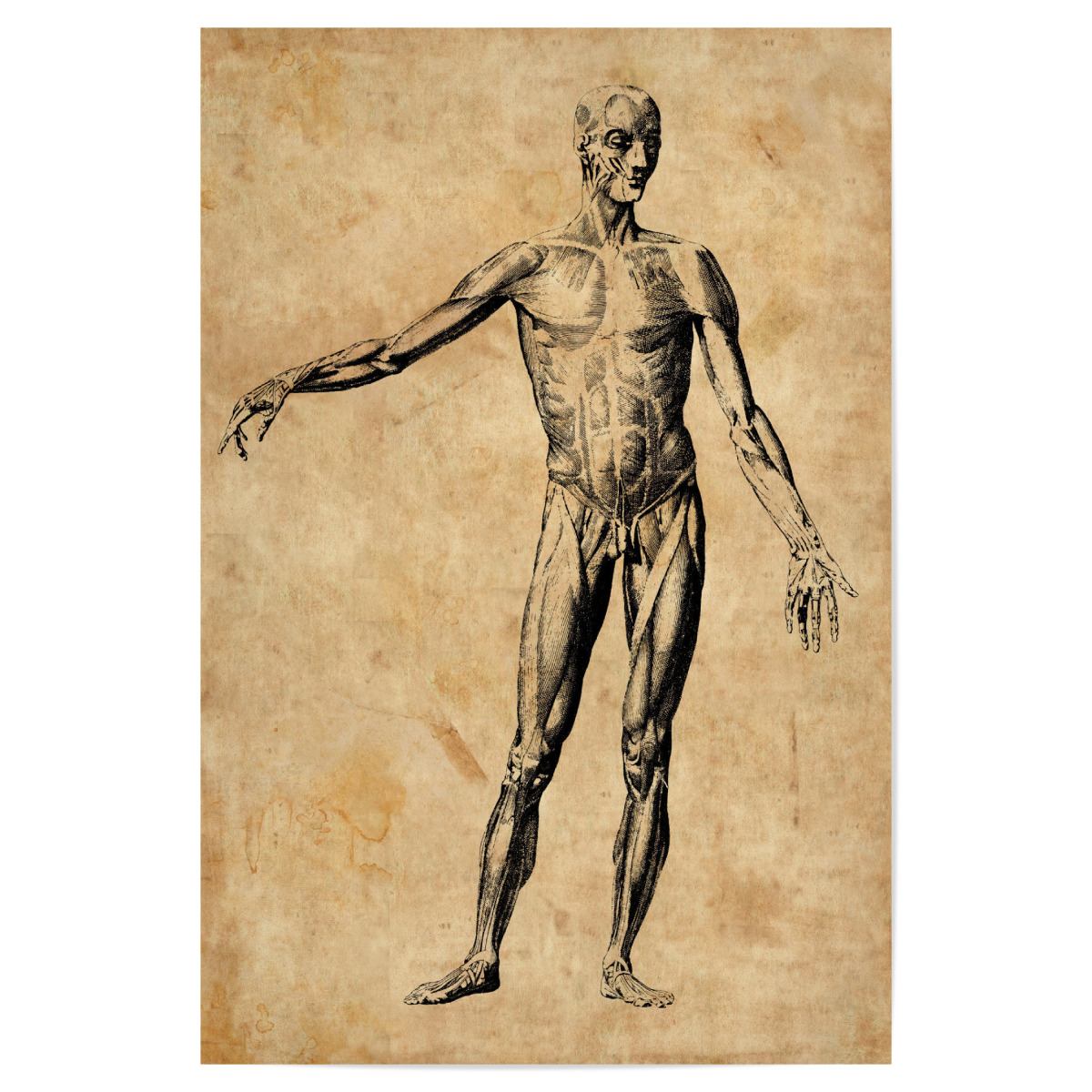 Menschliche Anatomie I Als Poster Bei Artboxone Kaufen