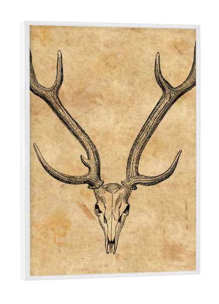 Poster mit weißem Rahmen "Rehschädel II" artboxONE - Tiere - Rehschädel,Reh,Hirsch,Schädel,Geweih,Jäger,Jagd,Jagen,Knochen,Skelett,Biologie,Tier