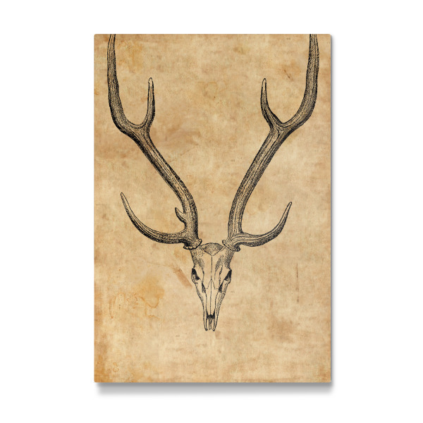 Galerie-Print "Rehschädel II" 30x20 cm artboxONE