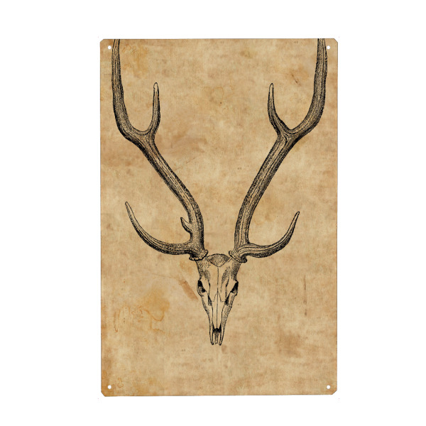 Metall Poster "Rehschädel II" artboxONE - Tiere - Rehschädel,Reh,Hirsch,Schädel,Geweih,Jäger,Jagd,Jagen,Knochen,Skelett,Biologie,Tier - Blechschild