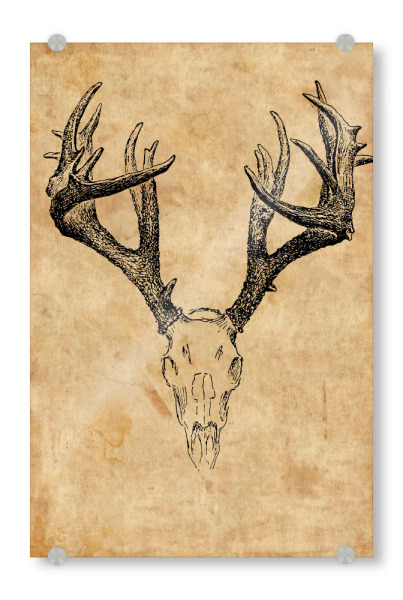 Acrylglasbild "Rehschädel I" artboxONE - Tiere - Rehschädel,Reh,Hirsch,Schädel,Knochen,Skelett,Biologie,Jagd,Jagen,Jäger
